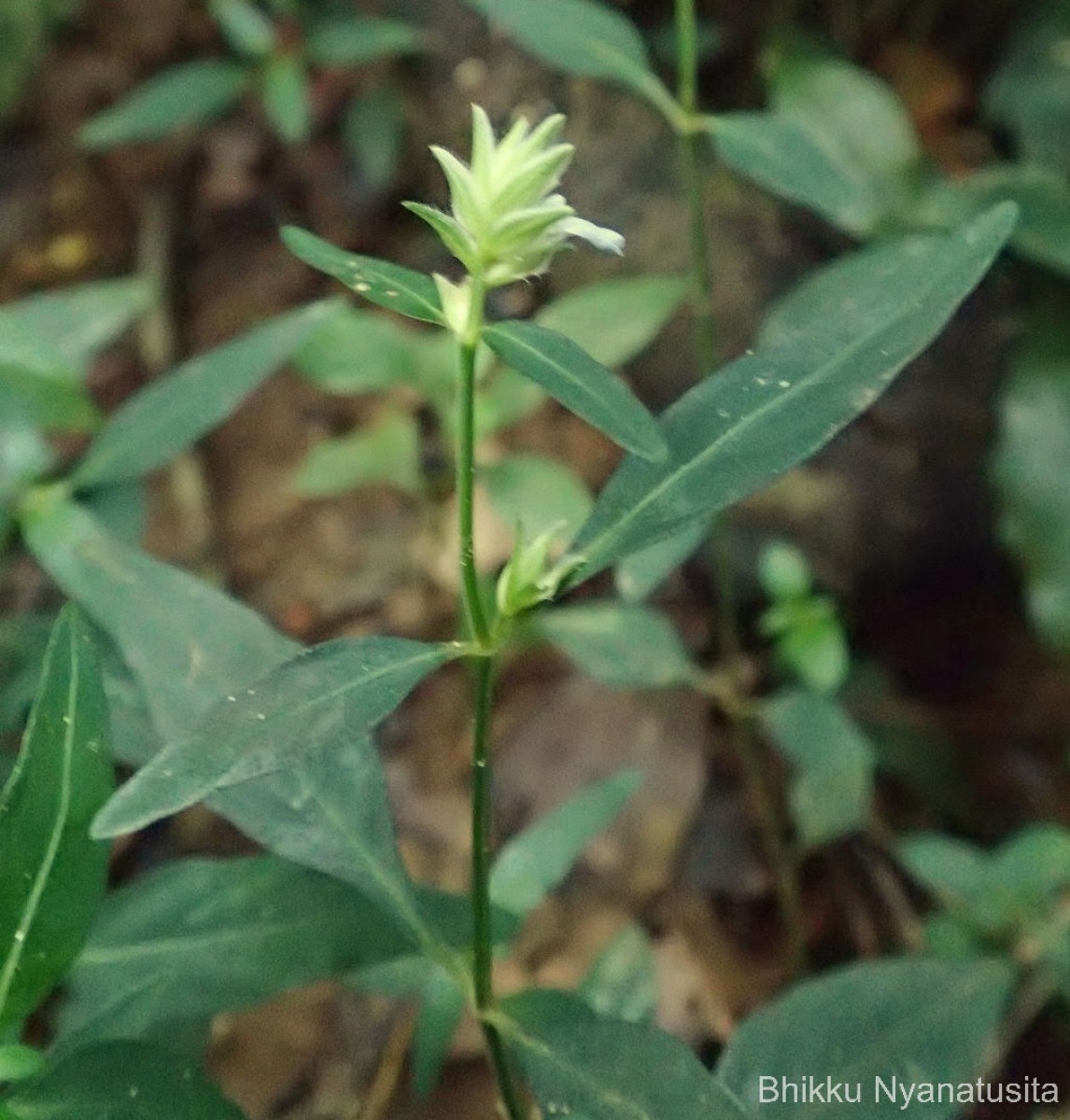 Rungia pectinata (L.) Nees